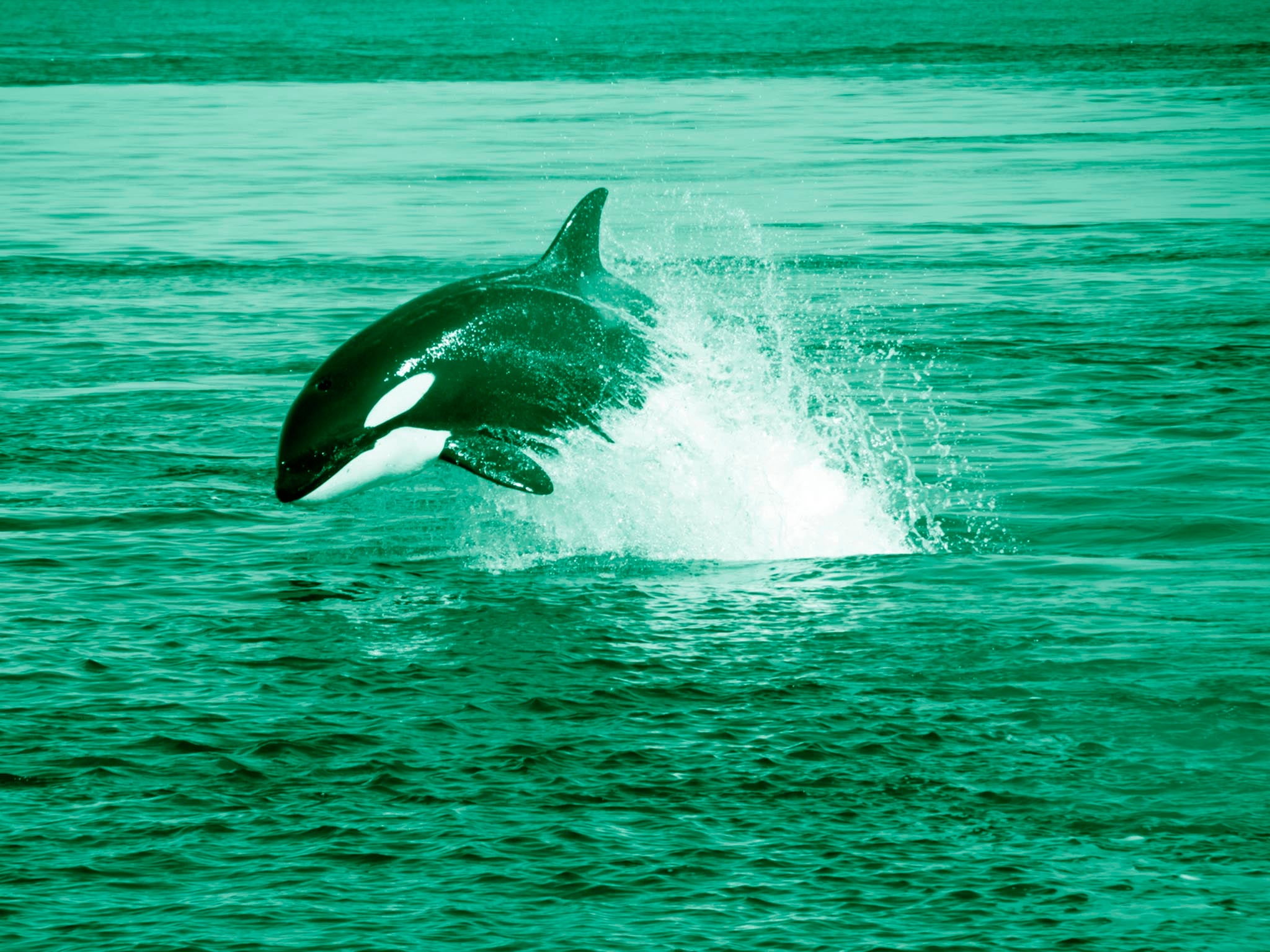 <p>Killer whales are one of the species of cetacean which are routinely sighted off Shetland and could be impacted by increased industrial activity</p>